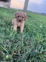 Sadie, a female Cavapoo for sale in Hopkinsville, KY – 3 of 9