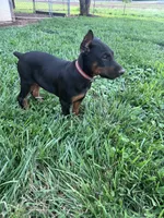 Xena, a female Doberman Pinscher for sale in Hopkinsville, KY – 7 of 7