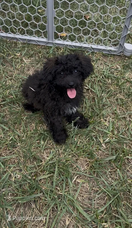 Willow – Yorkipoo puppy for sale in Hopkinsville, KY