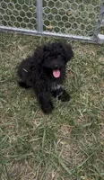 Willow, a female Yorkipoo for sale in Hopkinsville, KY – 1 of 8