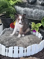 Shelby , a female Shetland Sheepdog for sale in Hopkinsville, KY – 4 of 4
