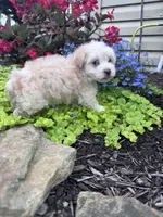 Frosty , a male Havanese for sale in Hopkinsville, KY – 4 of 6
