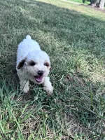 Mickey, a male Poodle - Miniature  for sale in Hopkinsville, KY – 2 of 2