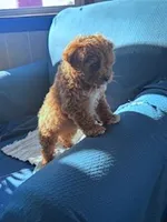 Rupp, a male Cavapoo for sale in Hopkinsville, KY – Photo 6 of 6