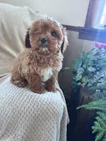 Rupp, a male Cavapoo for sale in Hopkinsville, KY – Photo 2 of 6