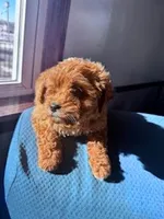 Rupp, a male Cavapoo for sale in Hopkinsville, KY – Photo 5 of 6