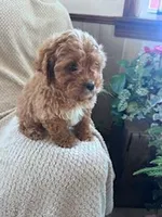 Rupp, a male Cavapoo for sale in Hopkinsville, KY – Photo 4 of 6