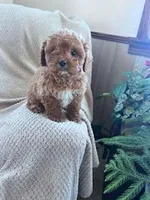 Rupp, a male Cavapoo for sale in Hopkinsville, KY – Photo 3 of 6