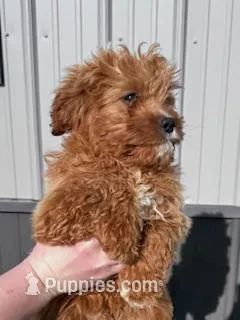 Rupp – Cavapoo puppy for sale in Hopkinsville, KY