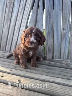Teddy – Cavapoo puppy for sale in Hopkinsville, KY