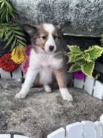 Shelby , a female Shetland Sheepdog for sale in Hopkinsville, KY – 3 of 4