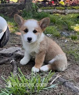 Foxy – Pembroke Welsh Corgi puppy for sale in Hopkinsville, KY