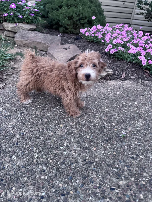 Yeti  – Yorkipoo puppy for sale in Hopkinsville, KY
