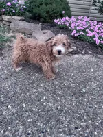 Charlie, a male Yorkipoo for sale in Hopkinsville, KY – 6 of 7
