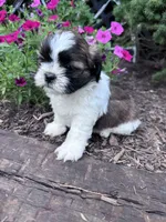 Chewy, a male Shih Tzu for sale in Hopkinsville, KY – 4 of 6