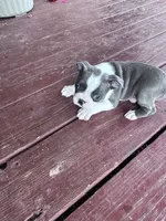 Skye, a female Boston Terrier for sale in Hopkinsville, KY – 2 of 6