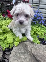 Angel, a female Havanese for sale in Hopkinsville, KY – 3 of 5