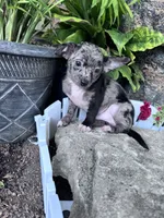 Bandit, a male Chihuahua for sale in Hopkinsville, KY – 4 of 6