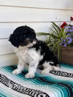 Daisy – Cavapoo puppy for sale in Hopkinsville, KY