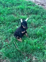 Ace, a male Doberman Pinscher for sale in Hopkinsville, KY – 2 of 6