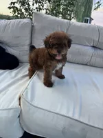 Teddy , a male Yorkipoo for sale in Hopkinsville, KY – 1 of 8