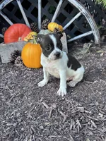 Domino, a male Boston Terrier for sale in Hopkinsville, KY – 4 of 6