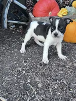 Domino, a male Boston Terrier for sale in Hopkinsville, KY – 2 of 6