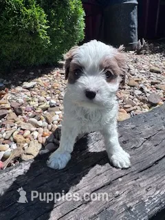 Rosie – Cavapoo puppy for sale in Hopkinsville, KY