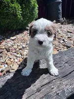 Rosie, a female Cavapoo for sale in Hopkinsville, KY – 1 of 4