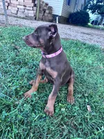 Darla, a female Doberman Pinscher for sale in Hopkinsville, KY – 4 of 6