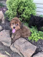 Snuffy, a male Yorkipoo for sale in Hopkinsville, KY – 1 of 5