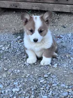 Winston, a male Pembroke Welsh Corgi for sale in Hopkinsville, KY – 4 of 4