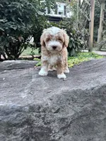 Charlie, a male Havapoo for sale in Hopkinsville, KY – 3 of 6