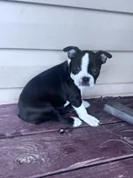Suzie, a female Boston Terrier for sale in Hopkinsville, KY – 6 of 6