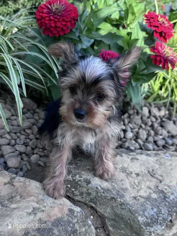 Peanut – Yorkshire Terrier puppy for sale in Hopkinsville, KY