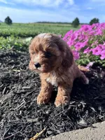 Daisy, a female Cavapoo for sale in Hopkinsville, KY – 4 of 4