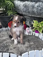 Sofia, a female Shetland Sheepdog for sale in Hopkinsville, KY – 2 of 8