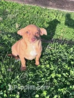 Suzie – Chihuahua puppy for sale in Hopkinsville, KY