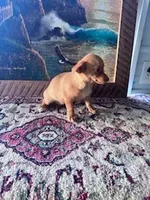 Suzie, a female Chihuahua for sale in Hopkinsville, KY – Photo 3 of 4