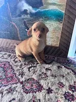 Suzie, a female Chihuahua for sale in Hopkinsville, KY – Photo 2 of 4