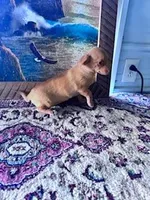 Suzie, a female Chihuahua for sale in Hopkinsville, KY – Photo 4 of 4