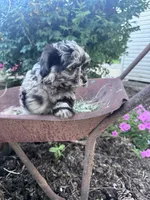 Patches, a female Chipoo for sale in Hopkinsville, KY – 4 of 5