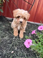 Gigi, a female Bichpoo for sale in Hopkinsville, KY – 4 of 4