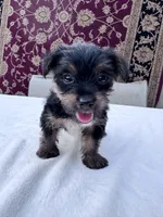 Max, a male Yorkshire Terrier for sale in Hopkinsville, KY – 3 of 6
