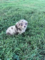 Teddy, a male Chihuahua for sale in Hopkinsville, KY – 3 of 7