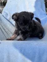 Bella, a female Chihuahua for sale in Hopkinsville, KY – 7 of 8
