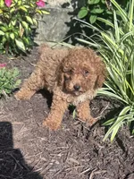 Teddy Bear, a male Poodle - Miniature  for sale in Hopkinsville, KY – 4 of 5
