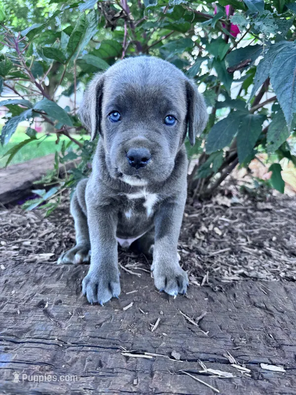 Rambo – Cane Corso puppy for sale in Hopkinsville, KY
