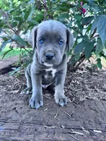 Rambo, a male Cane Corso for sale in Hopkinsville, KY – 1 of 5