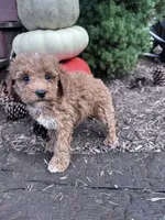 Teddy, a male Poodle - Miniature  for sale in Hopkinsville, KY – 4 of 4
